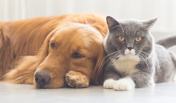 What Your Pet Is Trying To Tell You With These Common Signals